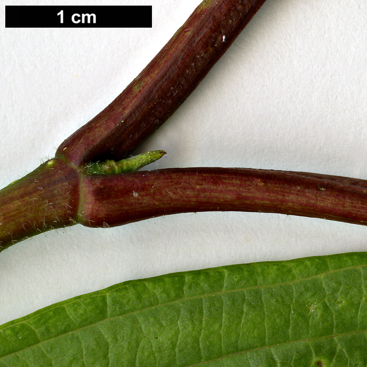 High resolution image: Family: Adoxaceae - Genus: Viburnum - Taxon: sieboldii - SpeciesSub: var. obovatifolium